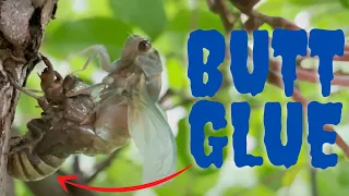 WEIRD!! Cicada transformation