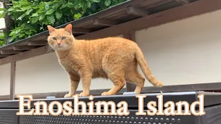 One Day in Enoshima! 江ノ島行ってきた！