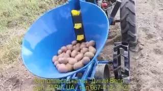 Картоплесаджалка Дикий Вепр в роботі.