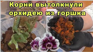 Пересадка Фаленопсис ВуДу (Phal. VooDoo) 1,7 из мха в кокосовые чипсы.