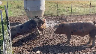PIGS FIGHTING FOR THE RIGHT TO BREED. Pig breeding can be quite dangerous with these big animals.