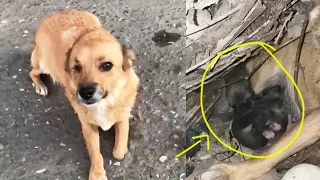 Blind and amputee, the mama dog was desperate and begged me to help her crying cubs