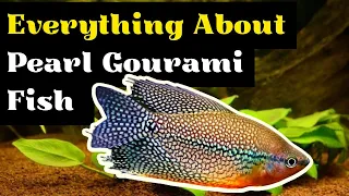 Pearl Gourami Care (Pearl Gourami Fish Tank Mates, Breeding, Tank Size, and Feeding Info)