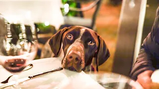 THE MOST Dog Friendly Town in America | German Shorthaired Pointer & Labrador Retriever