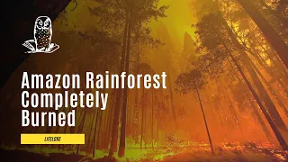 What If the Amazon Rainforest is Completely Burned?
