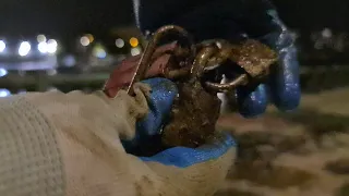 Paieškos magneto nuotykiai Eifelio šešėlyje // Magnet fishing by the Eiffel tower