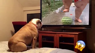 AWW SO FUNNY😂😂 Dogs And Cats Reaction Videos