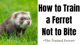 How to Train a Ferret Not to Bite