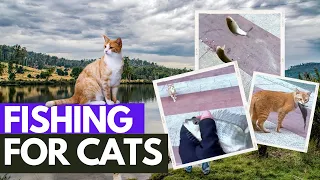 A Man Fishing For Cats. Cats Eating Raw Fish.