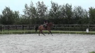 VIDEO 61 - 2001 Gelding by Baloubet