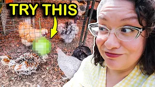 One Thing Prevents Bullying, Parasites, and Disease in Chickens