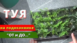 Укореняем ТУЮ на подоконнике. Процесс + Результат. "ОТ и ДО..."