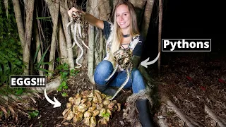 Hunting for Python Nest in the Everglades!