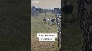 НЕ ДРАЗНИТЕ ИНДЮКОВ 😂😂😂 #shorts