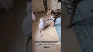 Ocelot vs house cat 😂 #shorts