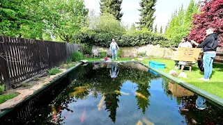 Modern Koi Blog #4514 - Andreas neuer 42.000 Liter Teich ein Jahr nach Inbetriebnahme