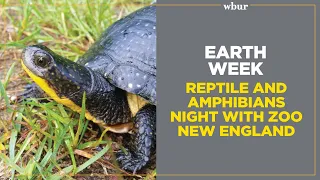 Earth Week: Reptile and amphibians night with Zoo New England