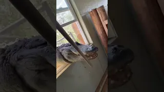 Alligator Breaks Through Window! 😱🐊 #shorts #alligator