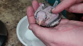 Pulling a baby cockatiel from its nest box.  Two week old baby cockatiel!