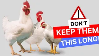 WHY BROILERS SHOULD NOT be kept longer than 6 WEEKS