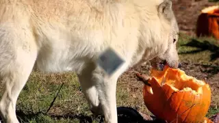 Cherokee Wolf Song By Mother Earth Drum and Singers, Honoring The Spirit Of the Wolf