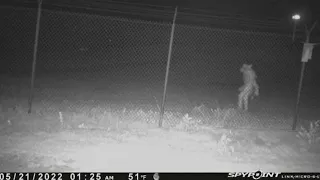 What's that? Strange creature captured on video in Amarillo