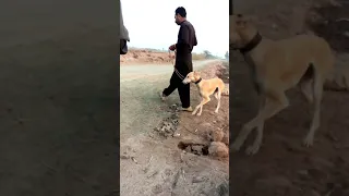 rabbit hunting dogs