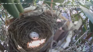 Jerk birds eats Cardinal egg.