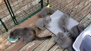 Scottish Fold Kittens on a Fresh Air Шотландские Вислоухие Котята на прогулке