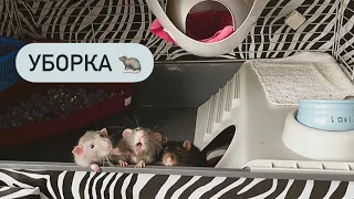 Уборка клетки моих крыс 🐀