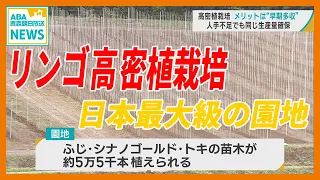 「リンゴ高密植栽培」メリットは “ 早期多収 ”　人手不足でも生産量確保　青森市に日本最大級の園地誕生