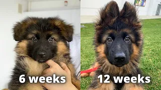 My German Shepherd's Puppy 6 Weeks Transformation
