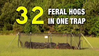 32 Feral Hogs in One Trap: "Pig Brig" Review