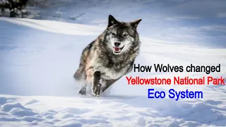 How wolves Help River Ecosystem | How Wolves changed Yellowstone | how wolves change rivers