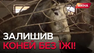 Покинув майже 30 КОНЕЙ НАПРИЗВОЛЯЩЕ і ЧКУРНУВ до Росії - копи врятували тварин