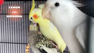 How Birds React When They See Other Birds Pairing Up