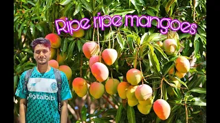 নানার বাড়ি আমের বাগান / Mango Garden//LOCALPAL