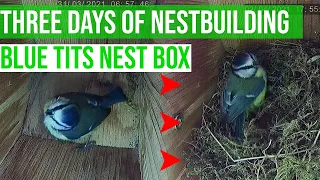 BLUE TIT NEST BUILDING / BIDDY'S BEEN BUSY ! THREE DAYS OF BLUE TIT NEST BUILDING