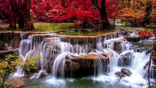 Relaxing music treats diseases of the heart and blood  Meditation music