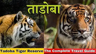 Tadoba Tiger Reserve The Ultimate tips Tadoba NationalPark & Tiger Reserve Travel Information Guide|