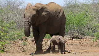 Newborn elephant learns to walk with Mom's help.  Must watch for all the feels!