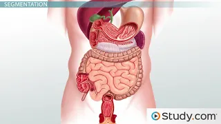 Movement Through the Small Intestine  Peristalsis, Segmentation & Pendular Movement