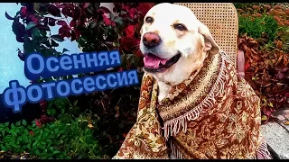 Осенняя фотосессия лабрадора Сенди!