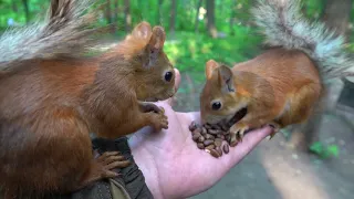 Ушастик и Копия Длинноухого встретились. Ушастик в шоке/Ushastik are shocked by a copy of Long-Eared