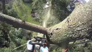 Fir tree removal using speed line | Arborist Dan Holliday (climbingarborist.com)