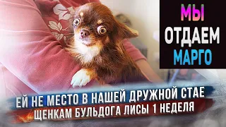 Чихуахуа  Марго не вписалась в коллектив! В чём причина?