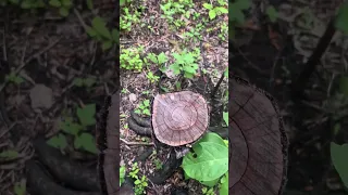 Invasive buckthorn removal success small efforts