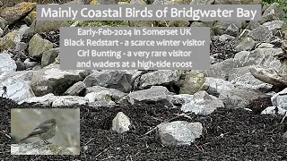 Mainly Coastal Birds of Bridgwater Bay