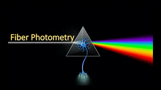 Fiber Photometry