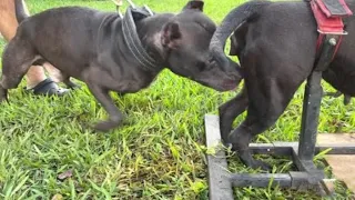 dog mating educational video dog mating video "by natural animals channel in 2024